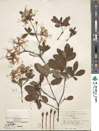 Rhododendron alabamense image