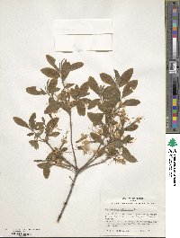 Rhododendron alabamense image