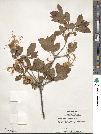 Rhododendron alabamense image