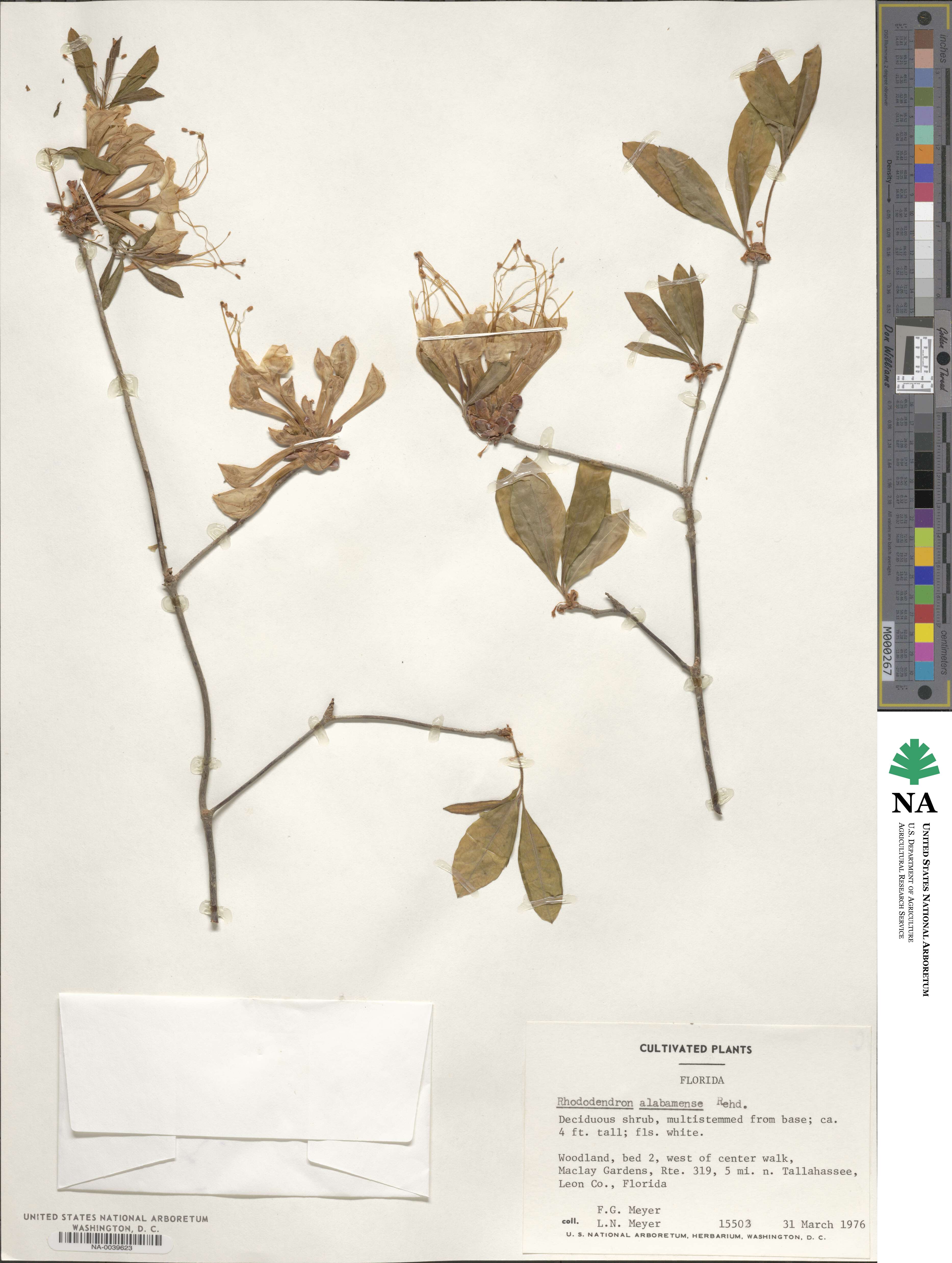 Rhododendron alabamense image