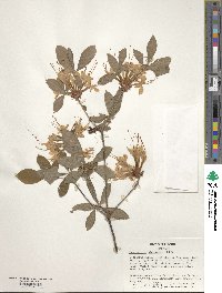Rhododendron alabamense image