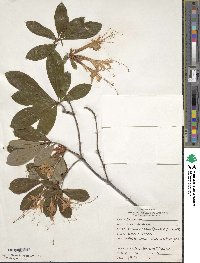 Rhododendron arborescens image