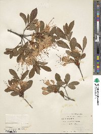 Rhododendron arborescens image