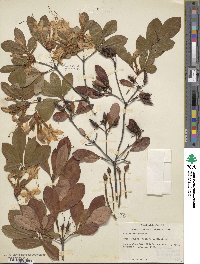 Rhododendron arborescens image