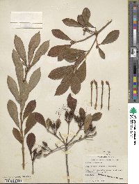 Rhododendron arborescens image