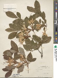 Rhododendron arborescens image