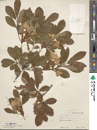 Rhododendron arborescens image