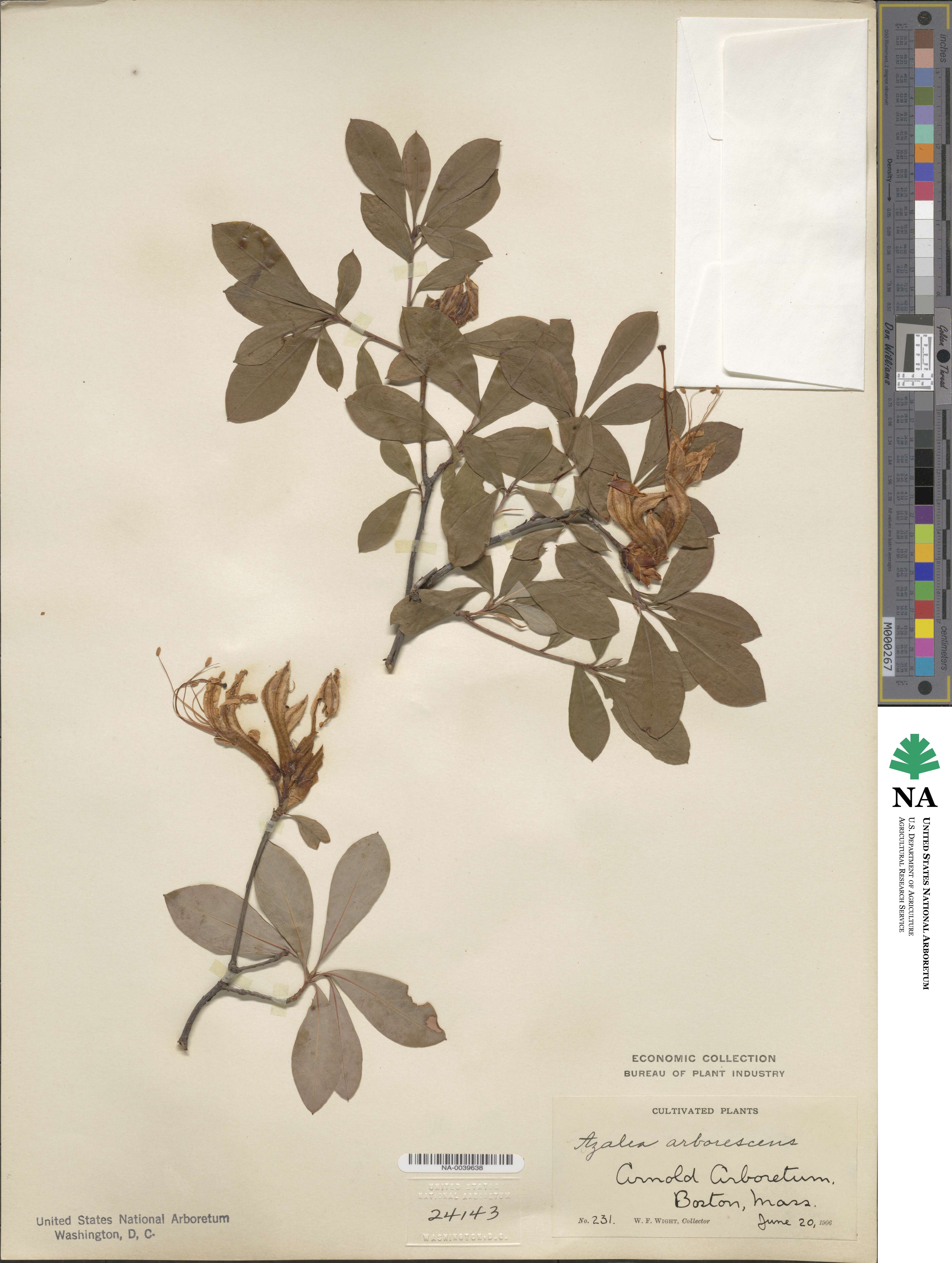 Rhododendron arborescens image