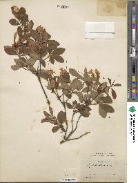 Rhododendron arborescens image