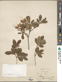 Rhododendron arborescens image