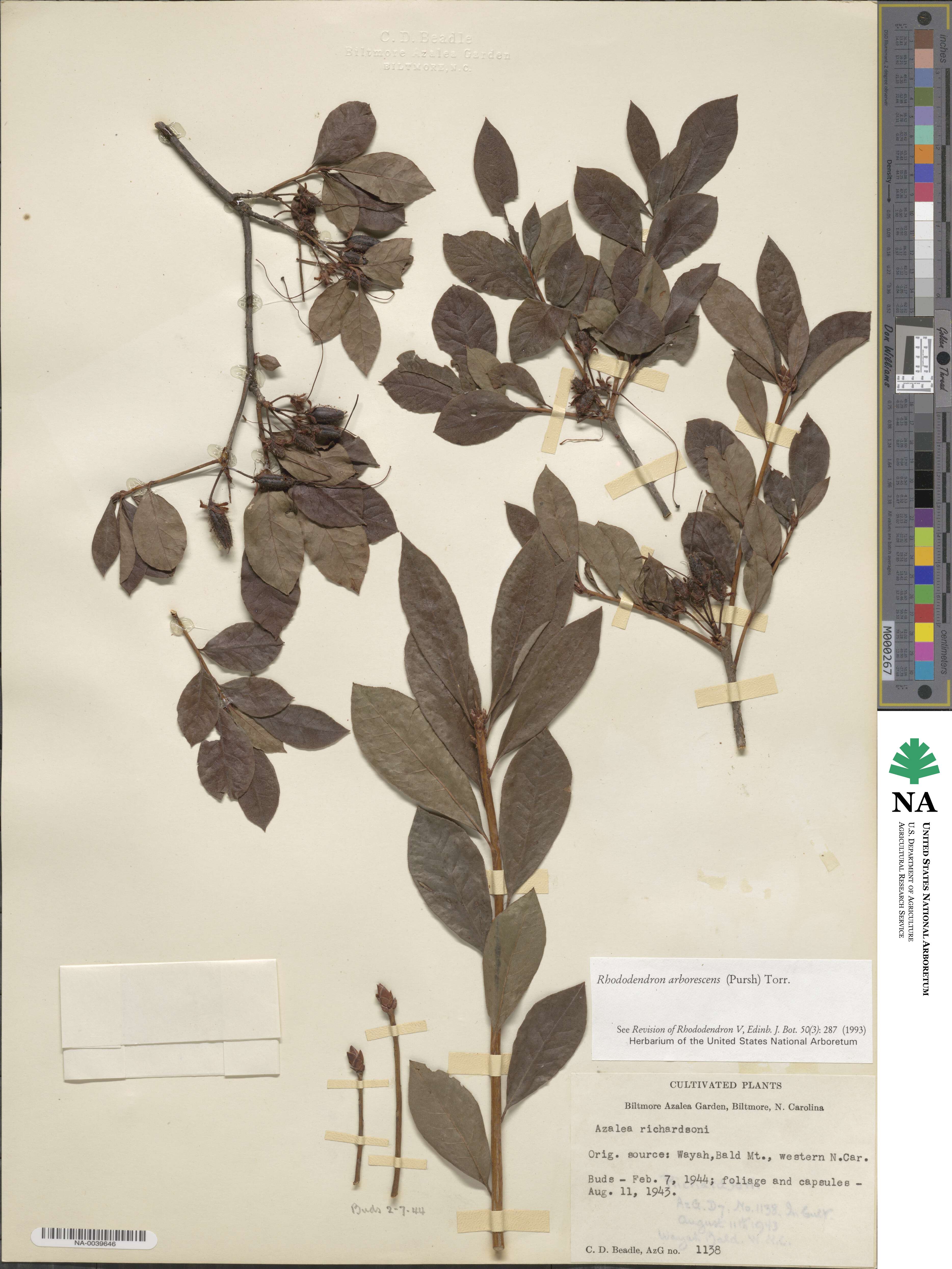 Rhododendron arborescens image