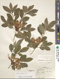 Rhododendron arborescens image