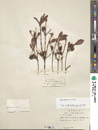 Rhododendron arborescens image