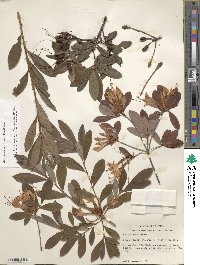 Rhododendron arborescens image