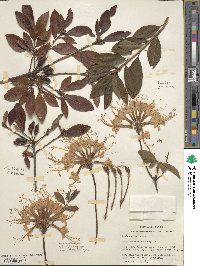 Rhododendron arborescens image