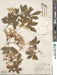 Rhododendron arborescens image