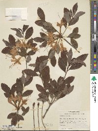 Rhododendron arborescens image