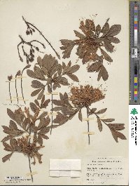 Rhododendron arborescens image