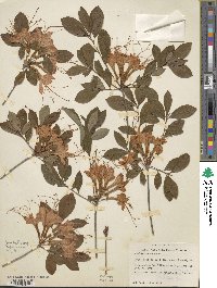 Rhododendron arborescens image