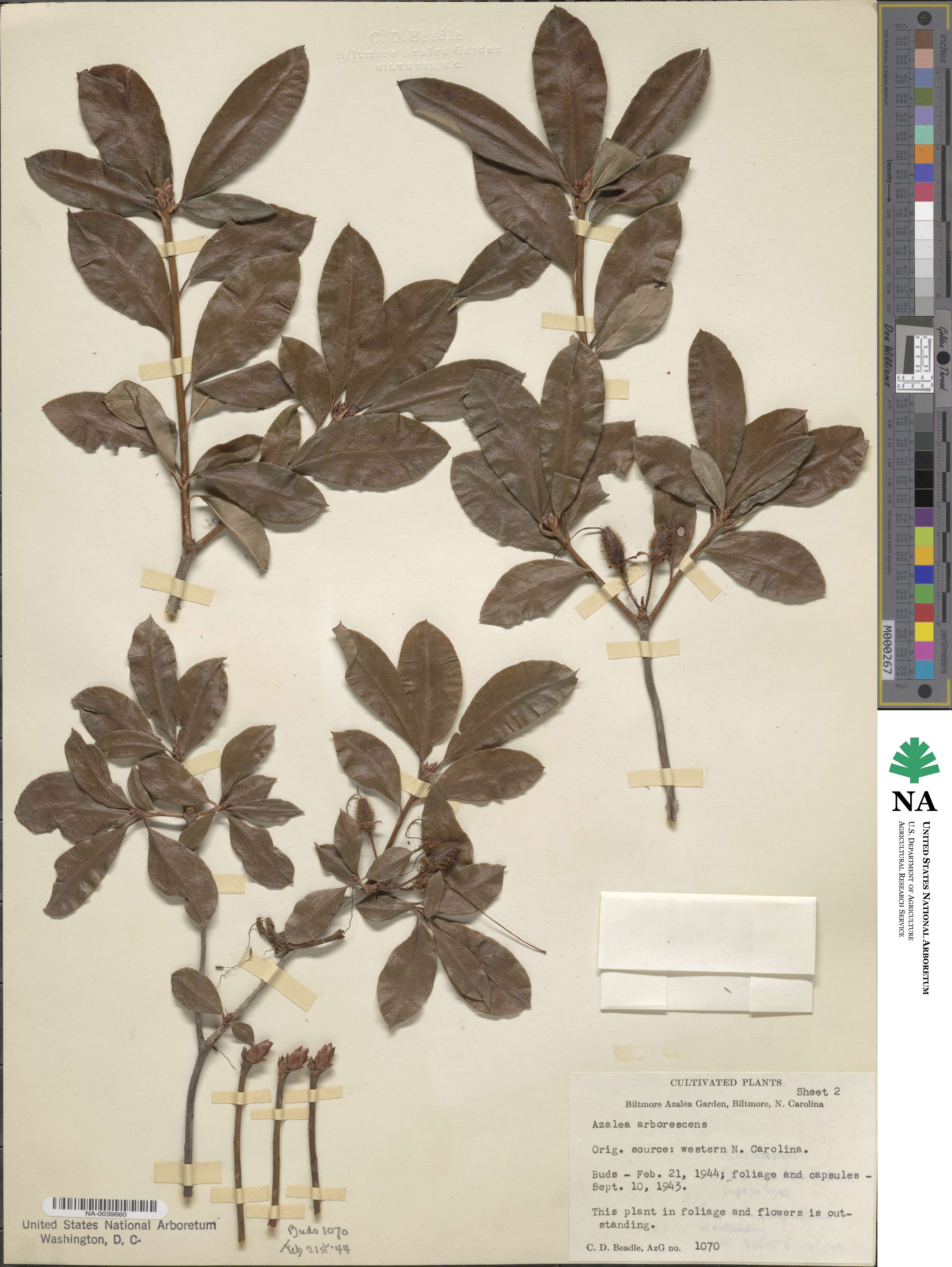 Rhododendron arborescens image