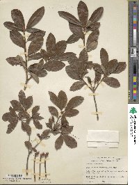 Rhododendron arborescens image