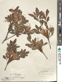 Rhododendron arborescens image