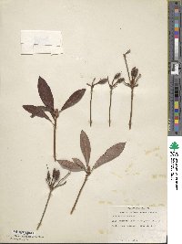 Rhododendron arborescens image