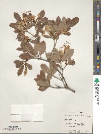 Rhododendron arborescens image