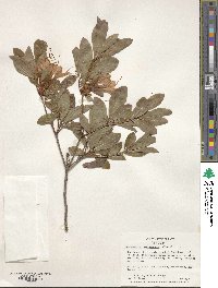 Rhododendron arborescens image