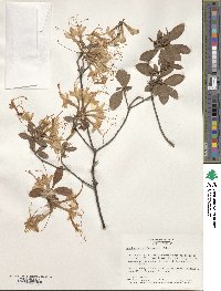 Rhododendron alabamense image