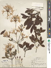 Rhododendron alabamense image