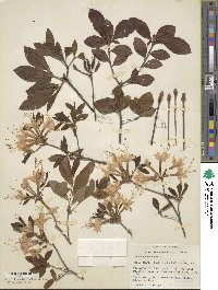 Rhododendron alabamense image