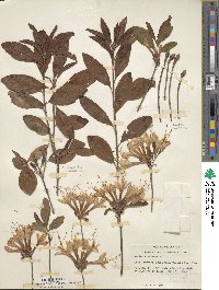 Rhododendron alabamense image