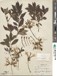 Rhododendron alabamense image