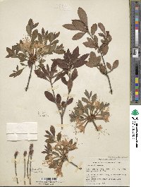 Rhododendron alabamense image