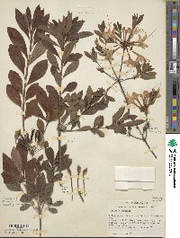 Rhododendron alabamense image