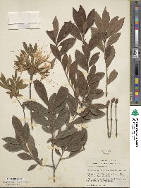 Rhododendron alabamense image