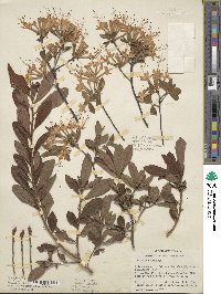 Rhododendron alabamense image