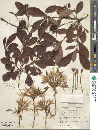 Rhododendron alabamense image