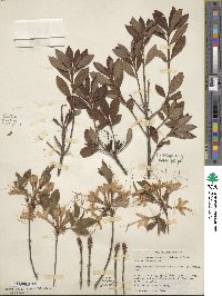 Rhododendron alabamense image