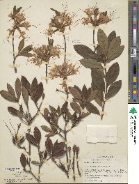 Rhododendron alabamense image