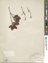Rhododendron alabamense image