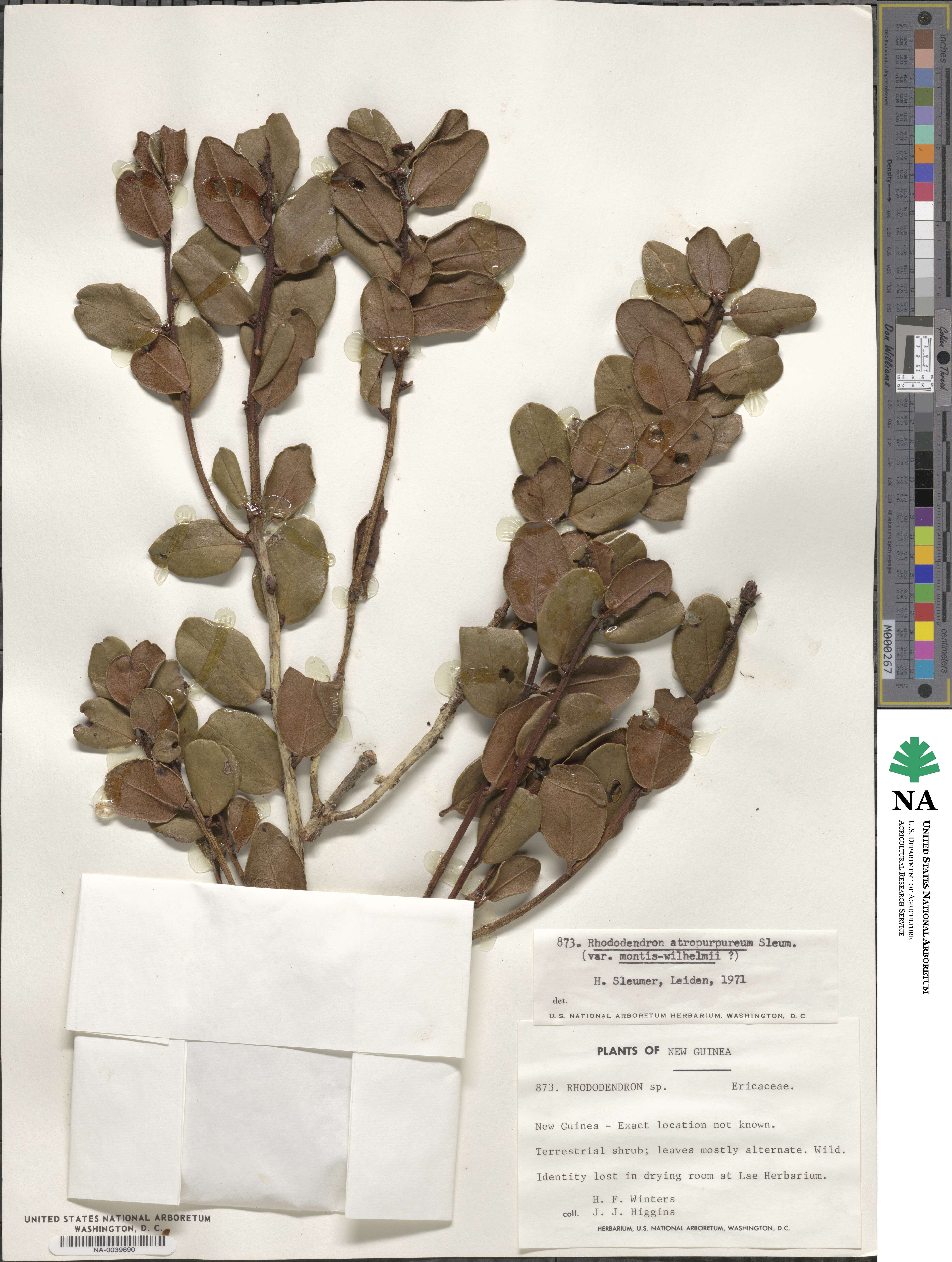 Rhododendron atropurpureum image