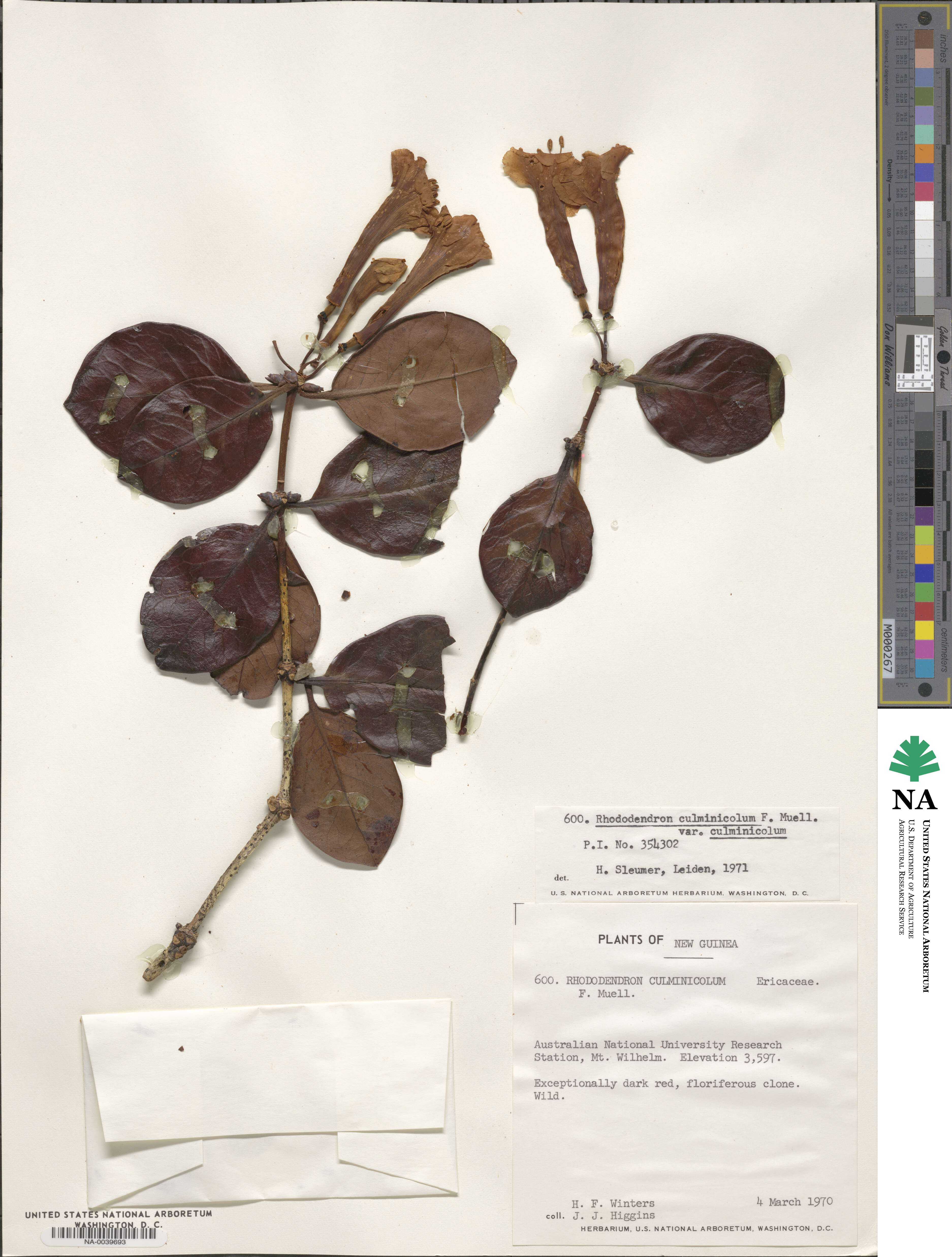 Rhododendron culminicola image