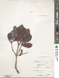 Rhododendron culminicola image