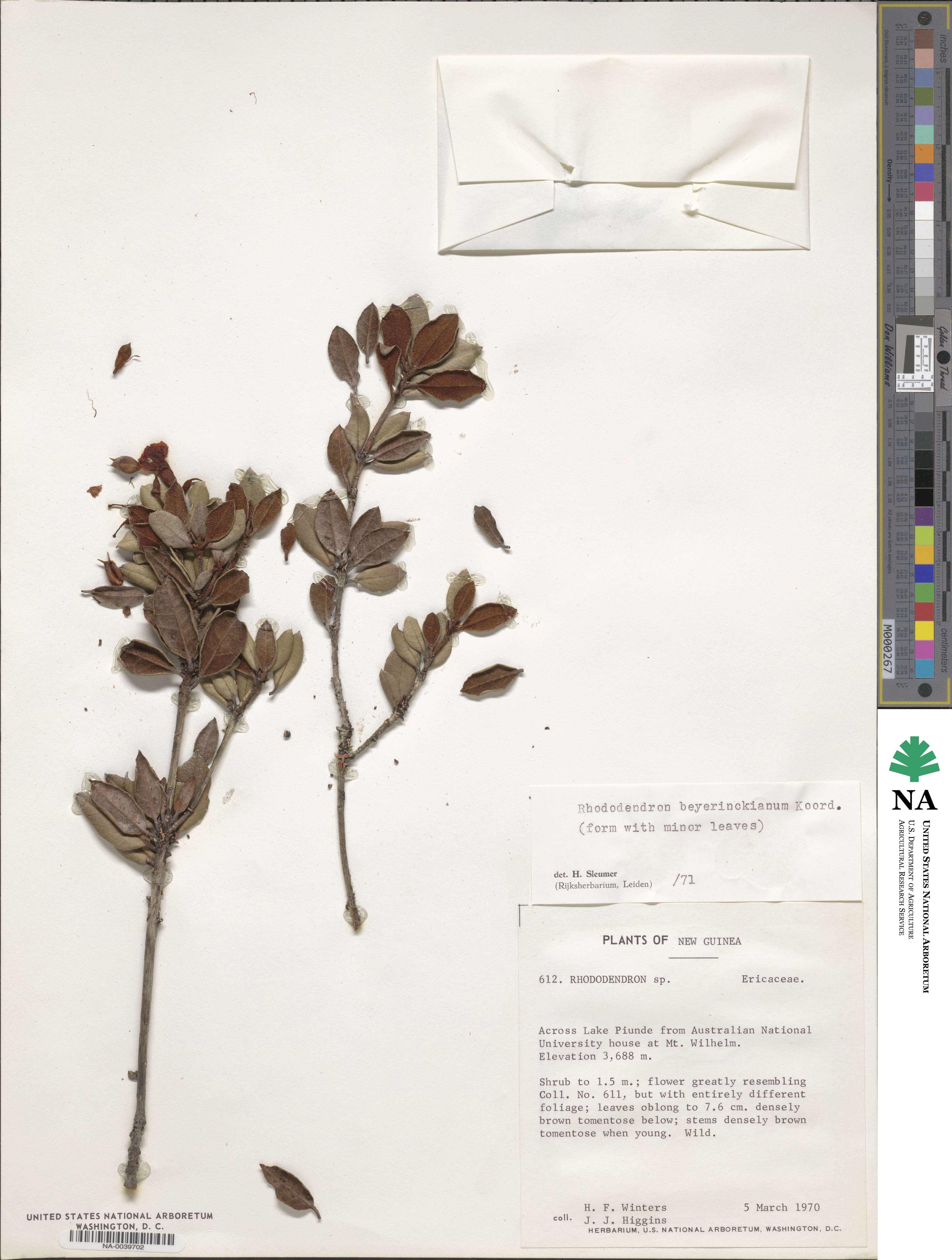 Rhododendron beyerinckianum image