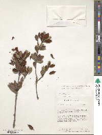 Rhododendron beyerinckianum image