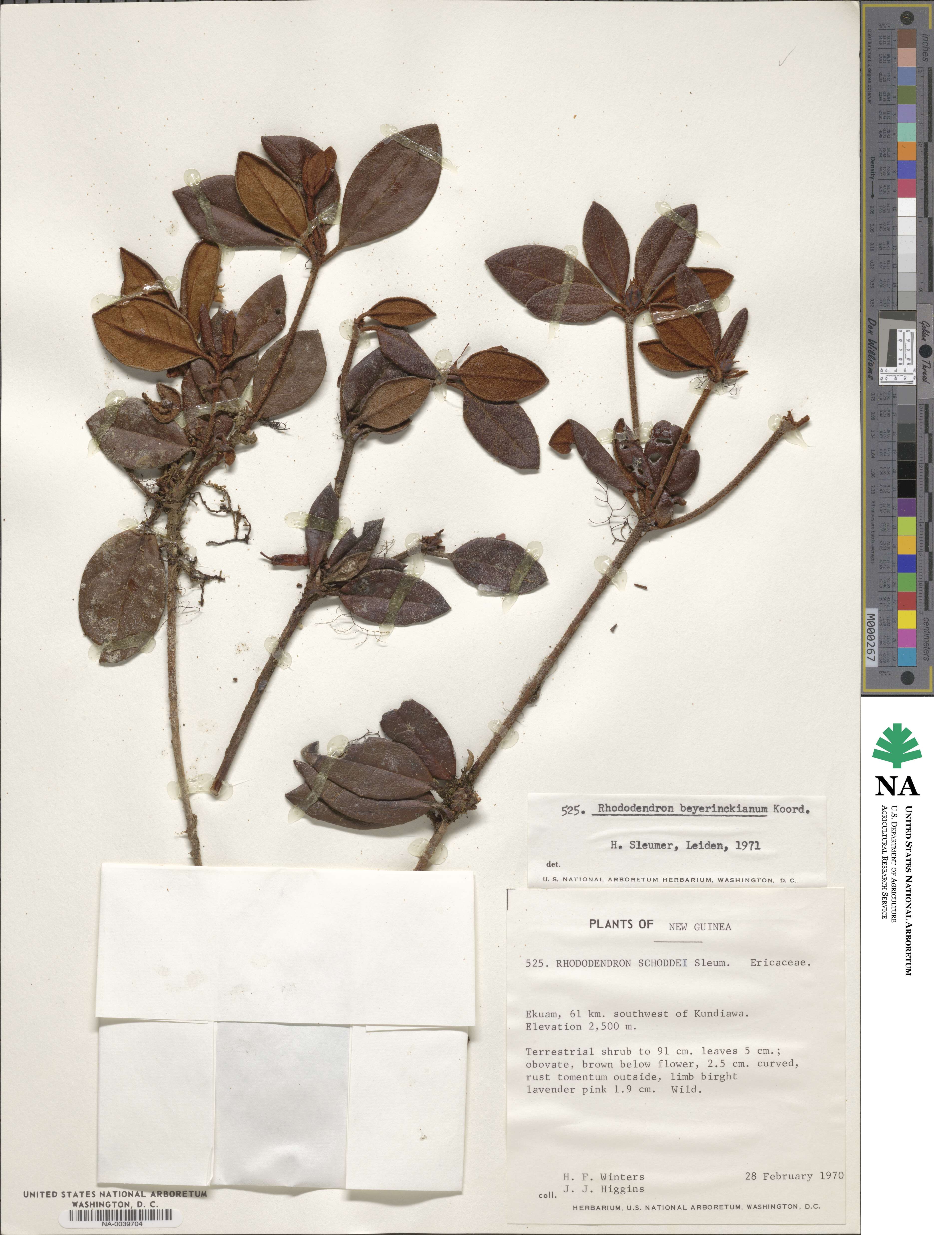 Rhododendron beyerinckianum image