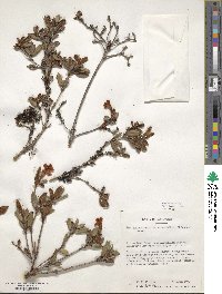 Rhododendron beyerinckianum image