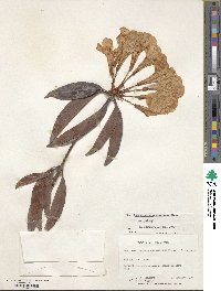 Rhododendron aurigeranum image